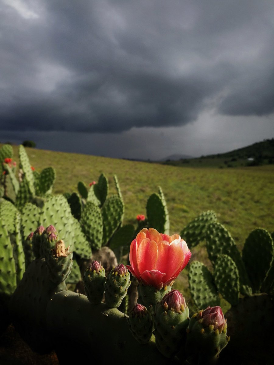 worleywind's tweet photo. 'Wide Eyed'
Left sitting aghast
As you ran off with a storm
Brewing in your heart.

A boxbrowniebob #haiku.....#haikuchallenge #Haikyuu #poetry #poetrycommunity https://t.co/K5U6O9O3Cv