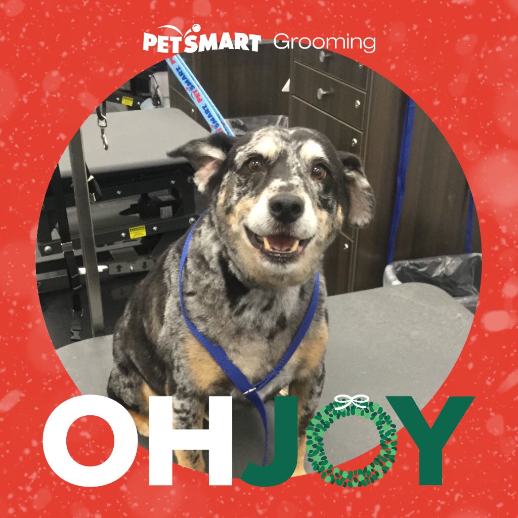 2701Petsmart's tweet photo. We SPOTTED (get it? get it?) Riley having a blast at our salon after his bath. #hiltonhead #hiltonheadisland #petsmart2701 #petsmart #petsmartgrooming https://t.co/1ItnV215cI