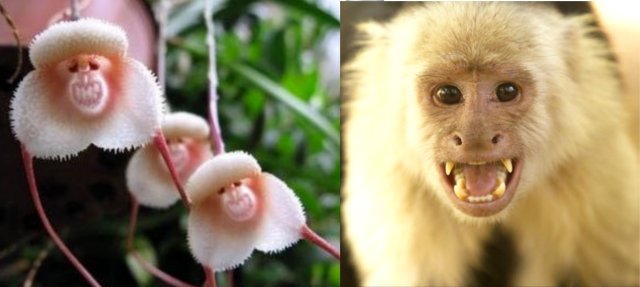 Softly_Sarah's tweet photo. #Nature is fascinating! 
#Monkeys #monkeyfaces https://t.co/MKQb2cbmh9