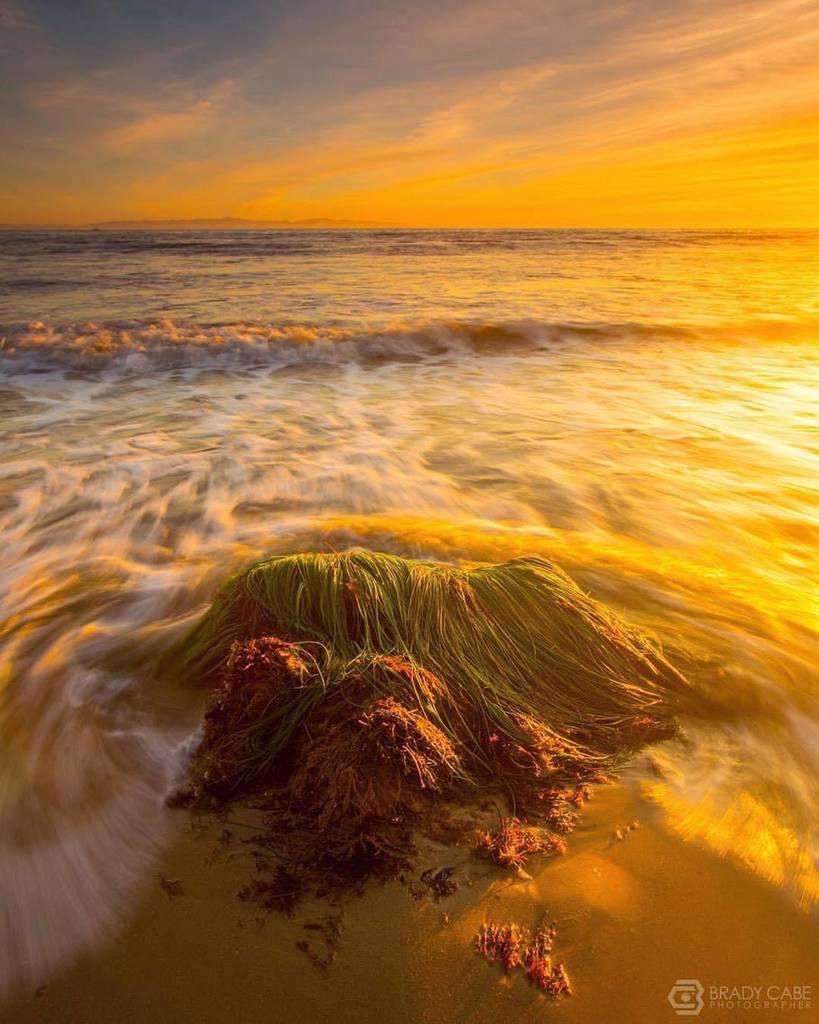 bradycabe's tweet photo. Santa Barbara Seagrass #singhrayfilters #santabarbara #sunset #reversegrad #oneshot #myrrs #longexposure #seascape #goldenhour (at Arroyo Burro Beach) https://t.co/1fCh9BaI7a