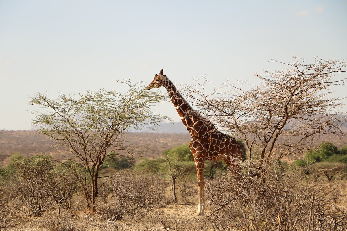 GokulKWynad's tweet photo. Thinking of a safari destination? Think Africa. This continent welcomes nearly 56 million visitors every year.... https://t.co/Vzg1vGOQOZ