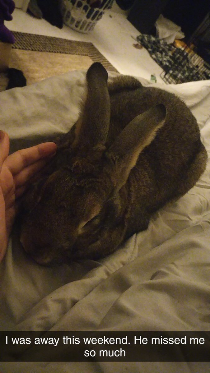 ProZach_09's tweet photo. I was gone for a day and a half and Armand is all over me. #attatchmentissues #bunny https://t.co/jTQ0u0NTx4