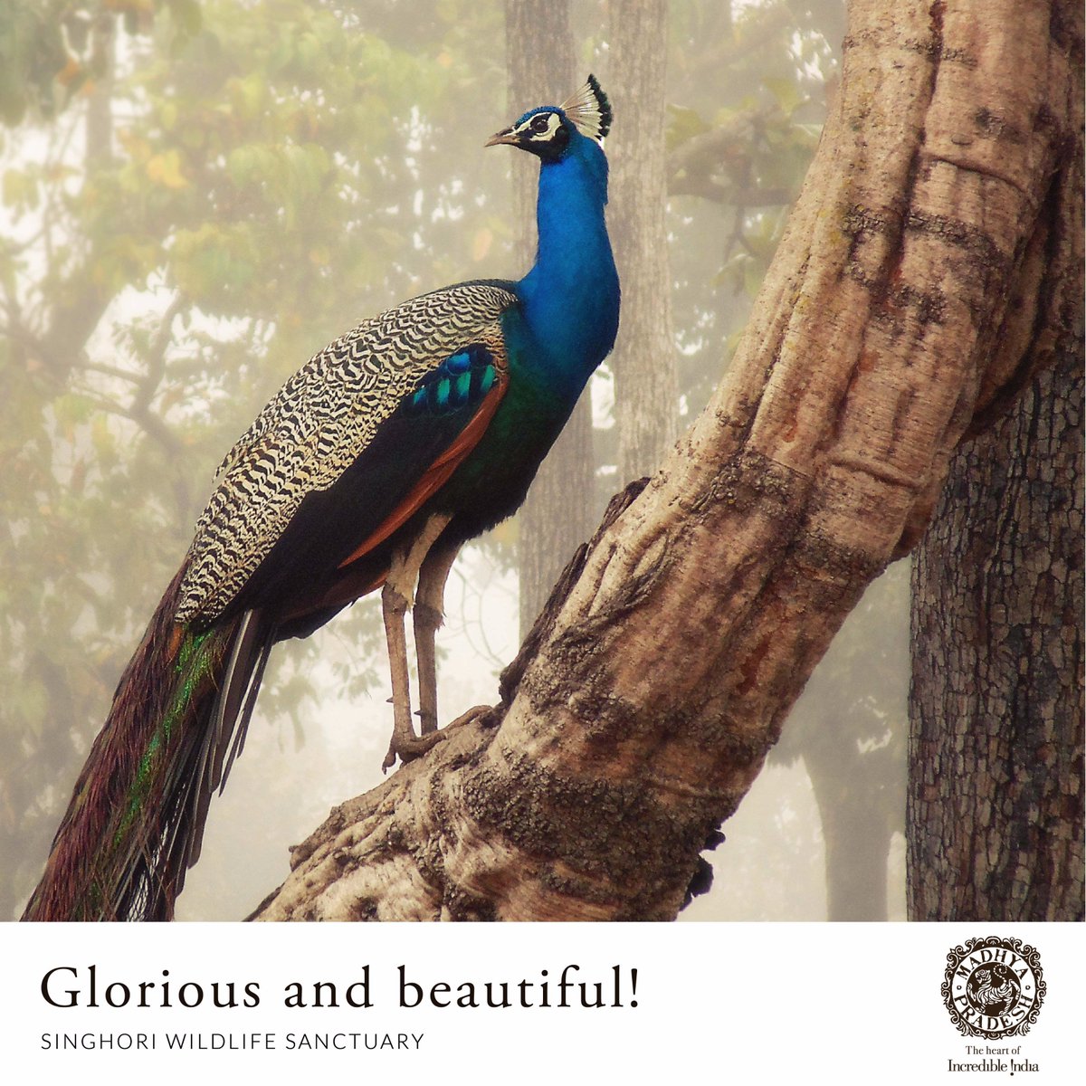 MPTourism's tweet photo. Standing tall in all its beauty, the Peacock can be easily spotted in one of the jungle safaris in Madhya Pradesh. 
Book now https://t.co/R6rIHBSUj3
#MPTourism #HeartOfIndia #WildTrails #WildlifeofMP #Birdwatching https://t.co/s4PHuRWW9q