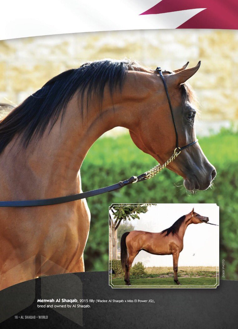 AlShaqab's tweet photo. Menwah AL SHAQAB filly by #Wadee AL SHAQAB https://t.co/hxaz6jkltZ