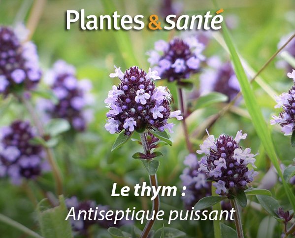 Image de la semaine / Le Thym
Vertues médicinales : urlz.fr/5wQR &amp; urlz.fr/5wQT