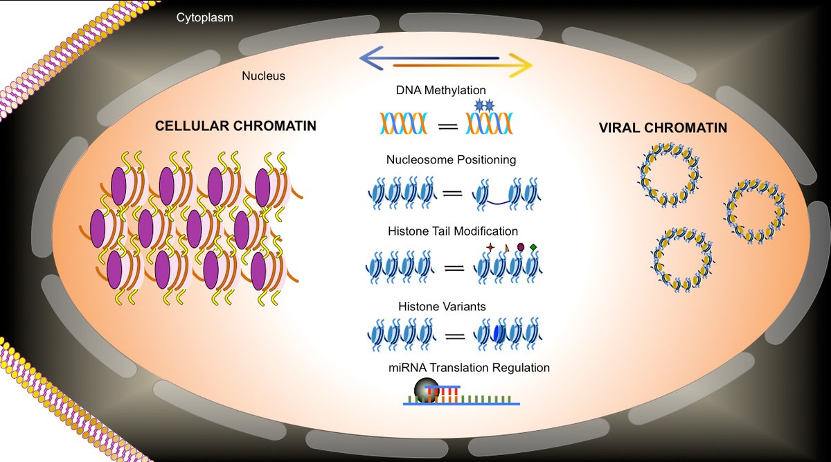 VirusesMDPI's tweet photo. Paper #Epigenetic #Regulation of Viral Biological Processes by Lata Balakrishnan @IUPUI and Barry Milavetz @myUND, full text can be accessed at: https://t.co/avG9fSQSoS #DNAvirus https://t.co/mvoJQ8RfZZ