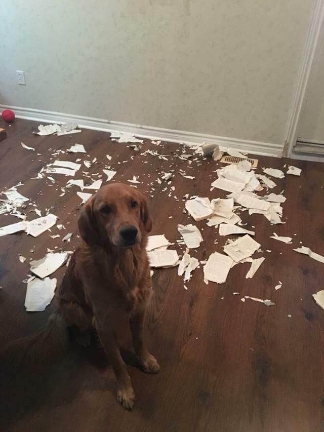 DestructionDogs's tweet image. Title: 'Some books should be tasted, some devoured, but only a few should be chewed and digested thoroughly'⠀
Artist: Louie⠀
Materials: Good book⠀
#destructiondogs #artist #doggo #dogsarethebest #goldenretrievers #puppy #pup #pupper #petstagram