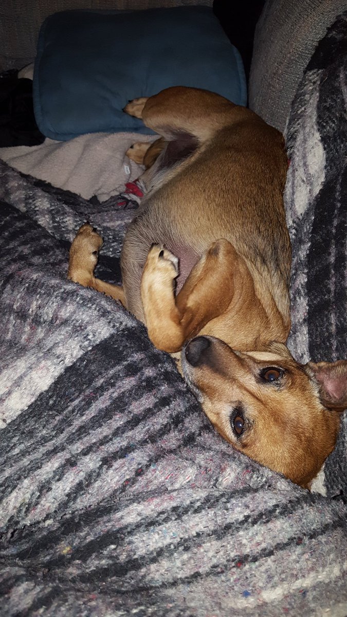 WhidbeyTom428's tweet photo. I think Bella is glad that I'm home #girldog #cutedog #lovemydog https://t.co/DFfBHviBEl