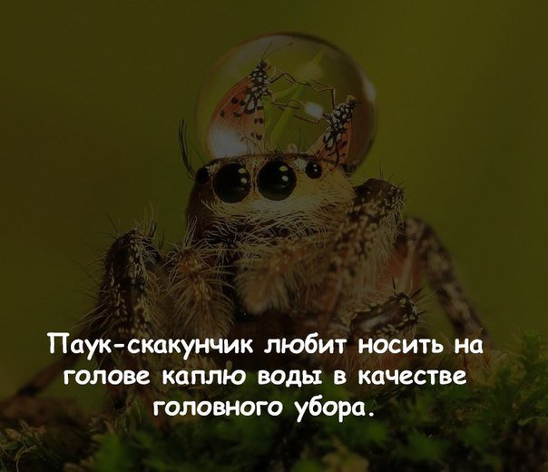 Ути бозе