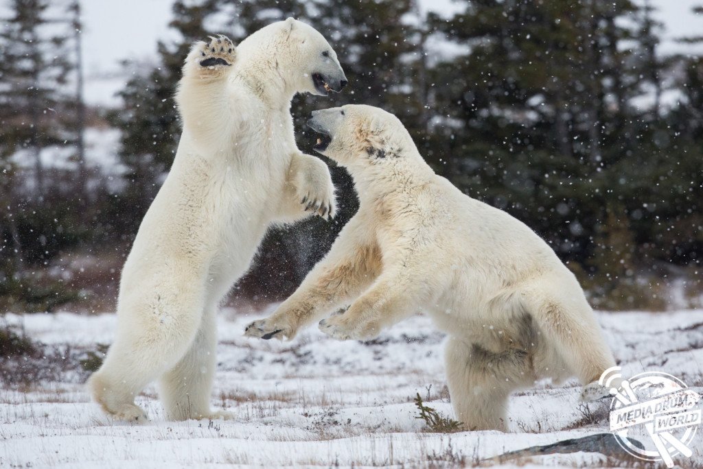 NordicCluster's tweet photo. Goodmorning! Hnodri has seen all the wonderful GIFs from #BestofSense8 and Sun being most popular, he decided to try and fight like Sun. The big question now is when he suddenly will appear in YOUR life when you need it 😀(It's Hnodri to the left) https://t.co/h8RWgUr3jl