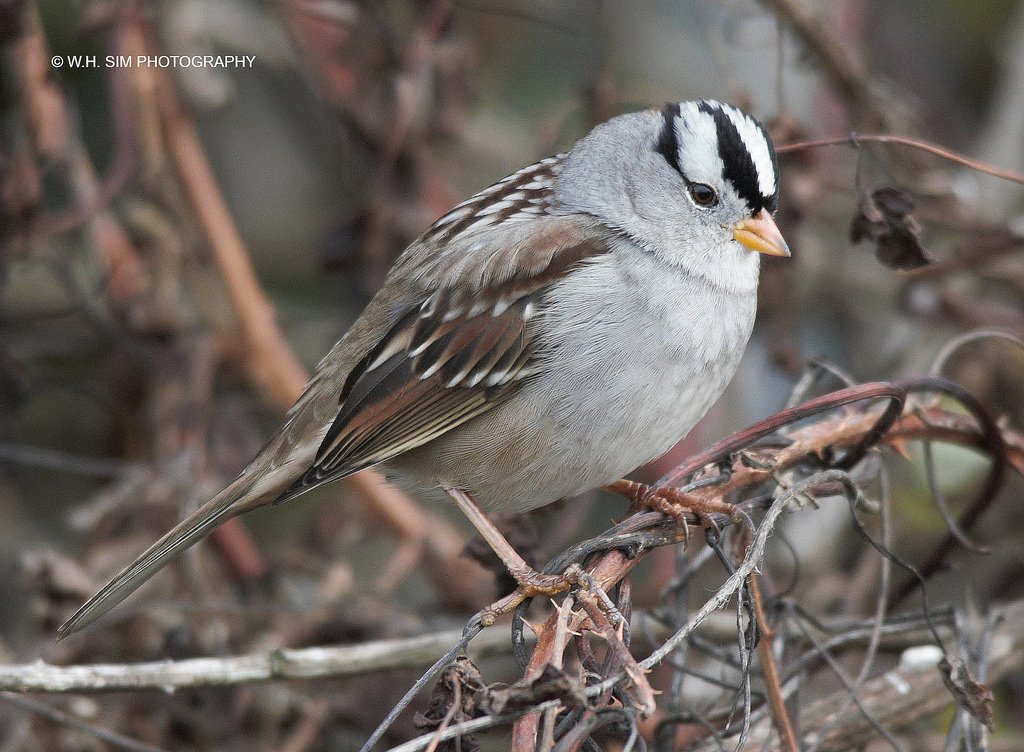 one of my favorite #songbirds, smartly dressed in crisp blacks and whites #whitecrownedsparrow