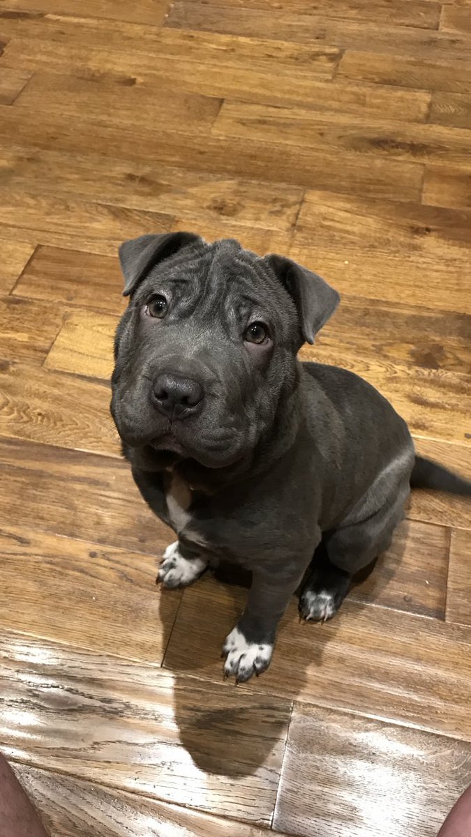 DMSPLASTERING's tweet image. The company pooch ... 🐶