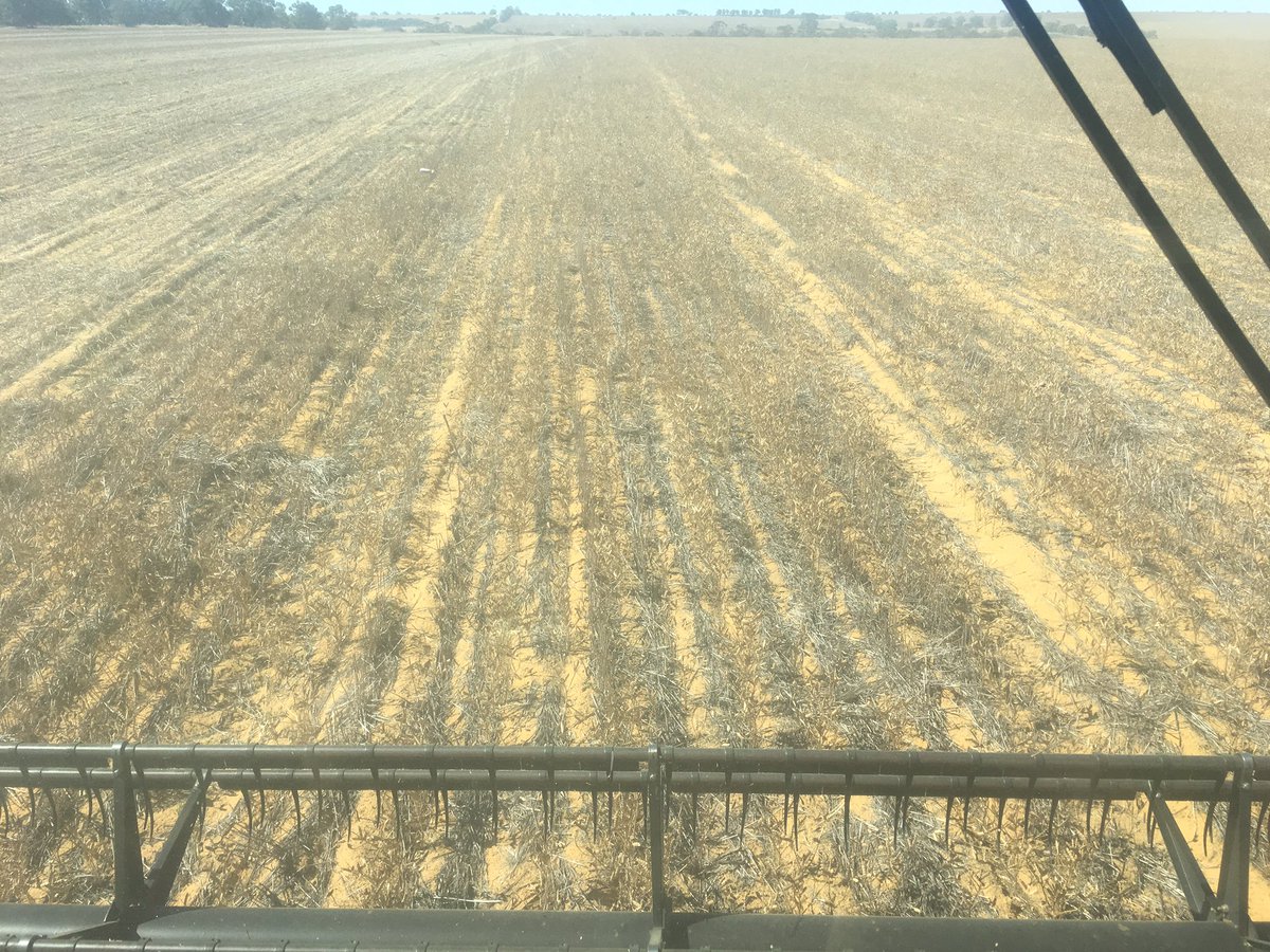 FarmerTonyWhite's tweet photo. Also how about you plant breeders that we pay good money to, get out in a harvester and see how your variety is performing! I much rather harvest lodged crops than one I can't get harvester under #toshort @GRDCWest https://t.co/Rw9OewF0ad