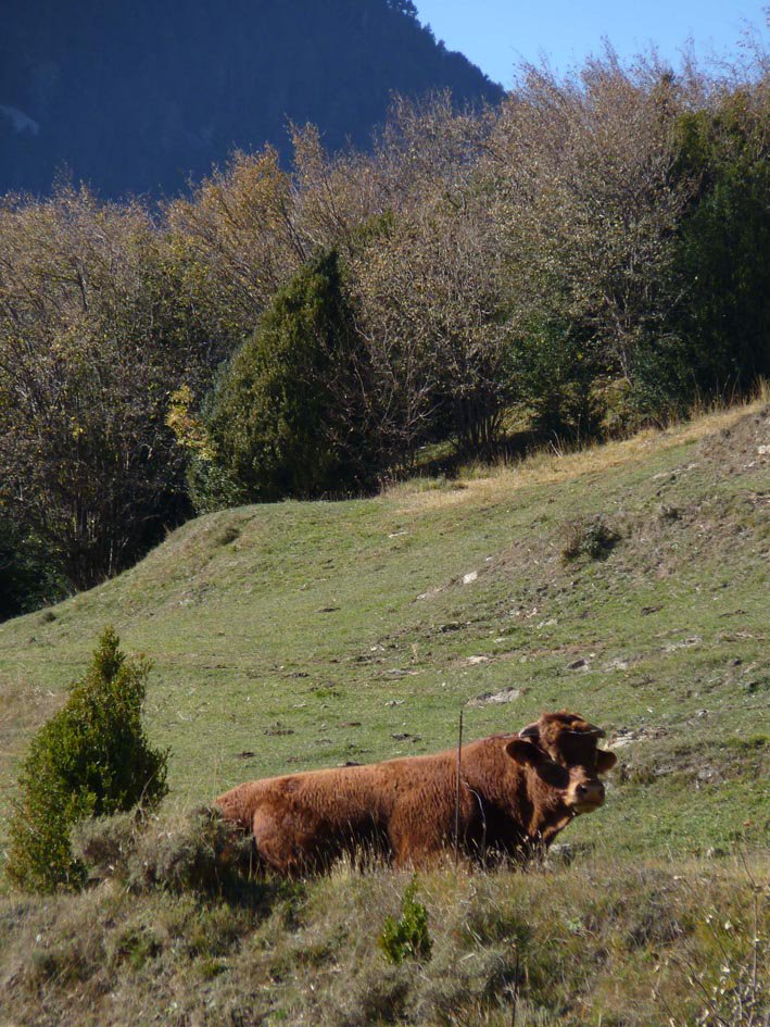 quimboucomics's tweet photo. Taga,roquerols i un senyor bou(coses que pots fer quan no ets un presoner polític)
Sí, perquè els tenim presents. Cada dia. A tots. (...) https://t.co/ICLyOeNm7j
#pirineu #pyrenees #muntanya #mountains #montagnes #excursio #excursion #trekking #taga #roquerol #bou #Ptyonoprogner https://t.co/oBmxvign5g