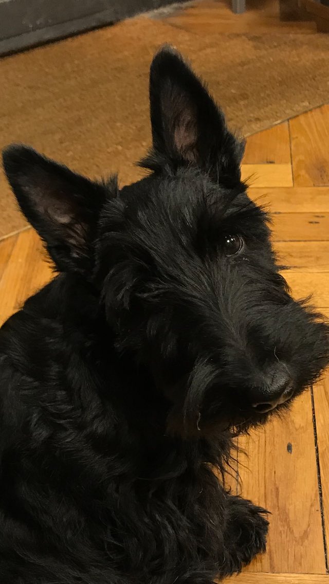 irrobe's tweet image. Mt scottish Mary