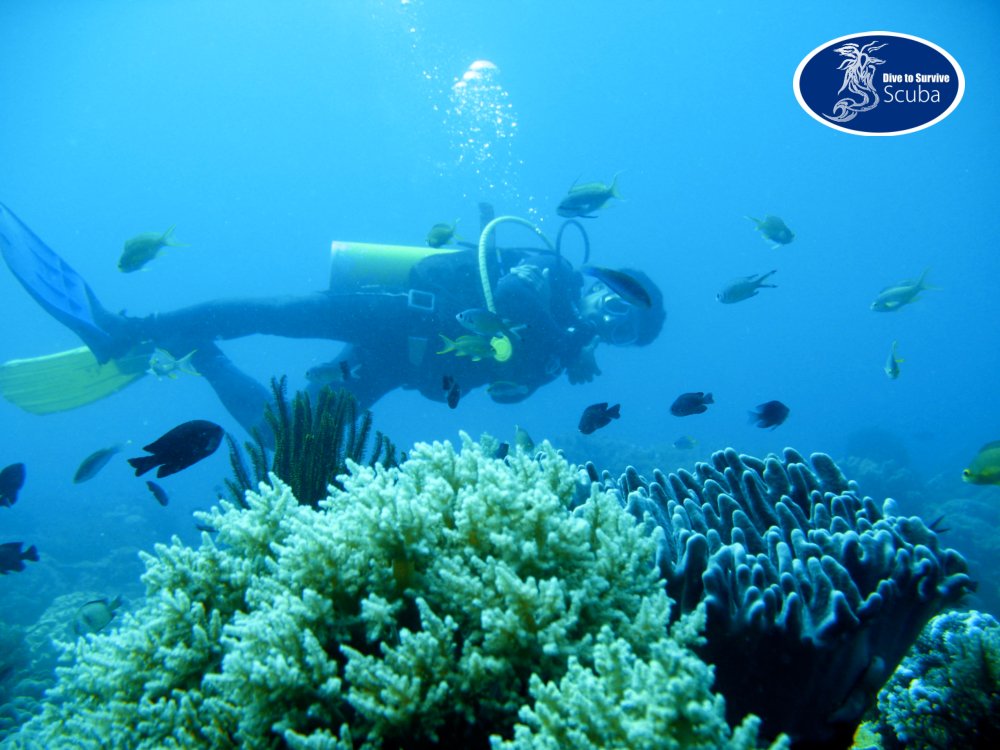 DiveToSurvive's tweet photo. It’s a Whole New World Down There!

The open water is less intimidating once you’re under it. Enroll in our PADI Open Water Scuba Training Course today and get a 15% discount on all our shop products for 90 days! Visit https://t.co/HIwOXZaBXf. #OpenWater #ScubaTraining https://t.co/79OMxkeNDS
