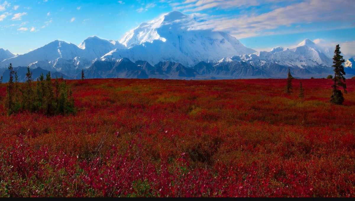 naturefrombed's tweet photo. Denali national park https://t.co/6qW4nNaoNb