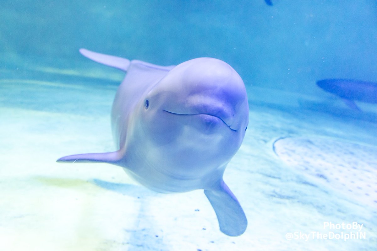 Commeの実 いまスナメリが熱いと聞いて この冬は鳥羽水族館でスナメリにロックオンされようぜ スナメリ 鳥羽水族館 イチゴ チョボ 肉食獣 イルカ クジラ