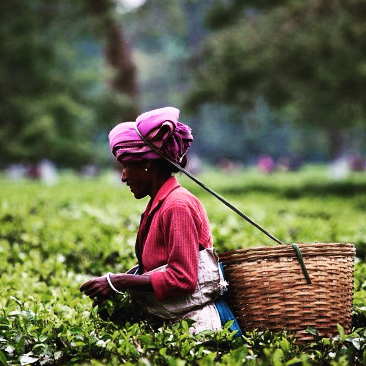 Of the 1.4 billion people living in extreme poverty in developing countries, 70% live in rural areas, in particular in South-East Asia and Sub-Saharan Africa.⠀
⠀
#ActForPositive #PositivePlanet #developingcountries