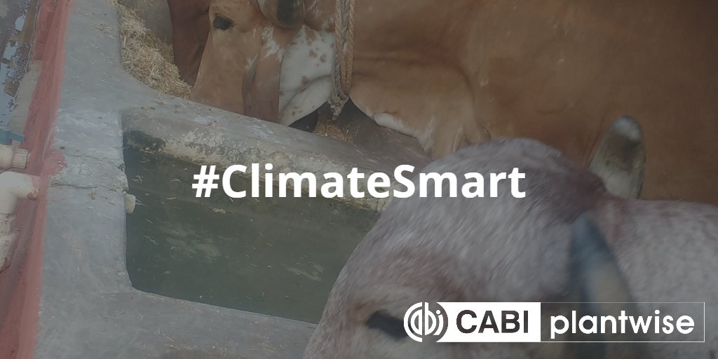 CABI_Plantwise's tweet photo. Find out why blaming animals isn't #ClimateSmart. Guest article on the #Plantwise blog by @icarindia's Mahesh Chander https://t.co/bBkVqIDry2 https://t.co/nqpmJOApQb