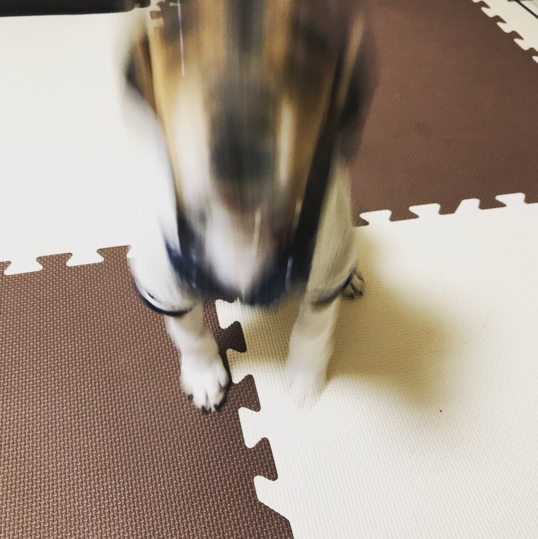 DaigorowErio's tweet photo. 来年の年賀状用で写真撮りたいのにそっぽ向かれたり突撃されたり…多少可愛いの撮れたから良いけど´•ﻌ•`🐾 https://t.co/ZcI69Fd8lU
