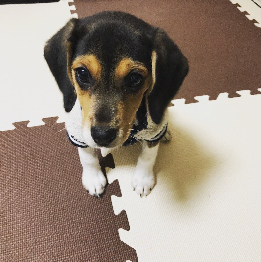 DaigorowErio's tweet photo. 来年の年賀状用で写真撮りたいのにそっぽ向かれたり突撃されたり…多少可愛いの撮れたから良いけど´•ﻌ•`🐾 https://t.co/ZcI69Fd8lU