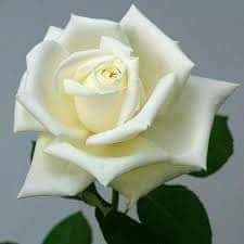 40Haytham's tweet photo. دع مايريبك الا مالا يريبك https://t.co/ZU9QfPSyLT