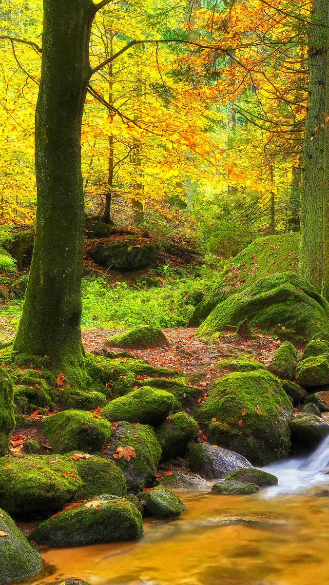 ryan_marazzato's tweet photo. #Autumn #autunno #20novembre #lunedi #picture https://t.co/cl4I9zqXtE