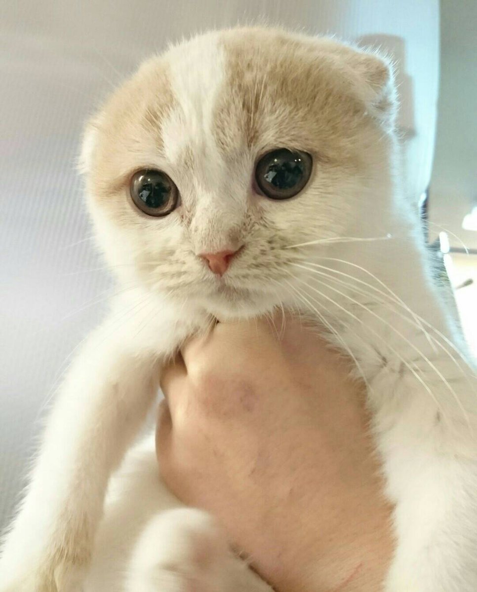 保護猫カフェ鶴橋店 元保護猫カフェマンチカン 里親募集 本日保護 アルフ スコティッシュフォールド 17 8 26生まれ 胸骨奇形 シチュー サイベリアン 17 8 18生まれ 心雑音 とっても可愛い2頭ですが ショップ販売できない理由があって保護 保護猫カフェ鶴橋店 元保護猫カフェマンチカン 里親募集 本日保護 アルフ スコティッシュフォールド 17 8 26生まれ 胸骨奇形 シチュー サイベリアン 17 8 18生まれ 心雑音 とっても可愛い2頭ですが ショップ販売できない理由があって保護