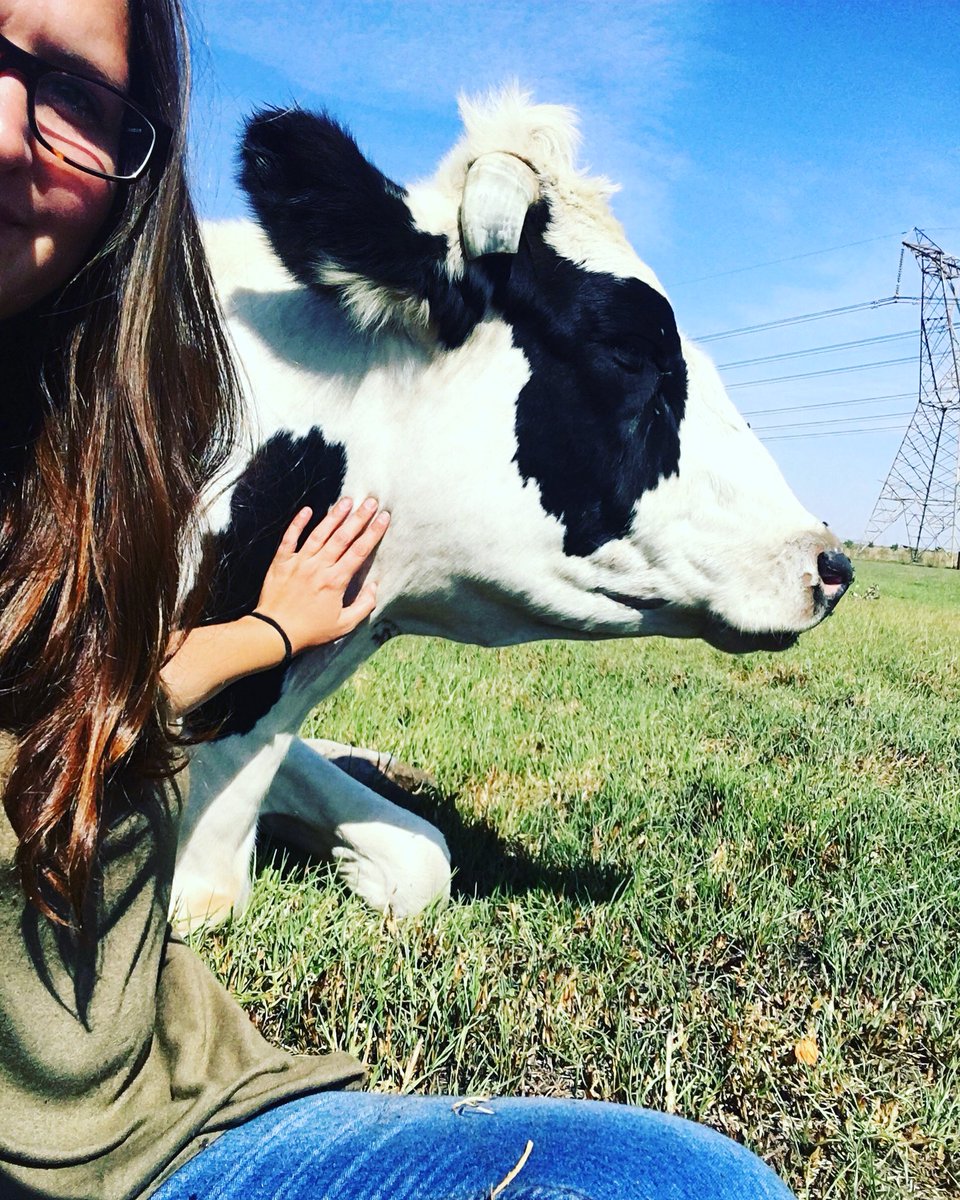 The great, but oh so gentle, Mr T 🐮😍 #FriendsNotFood