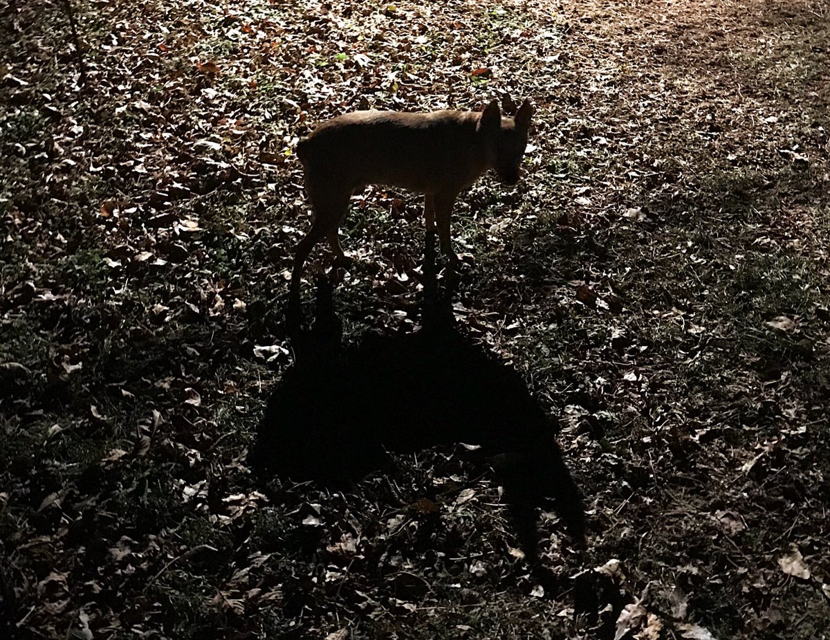 sarahanunn's tweet photo. 2:20 a.m.
Tookers’ shadow is much more imposing than she is. 😂
#seniordog #AdoptASeniorPetMonth #rescuedog #dogsoftwitter #dogsomnia #MondayMorning https://t.co/0MKh2b6cJf