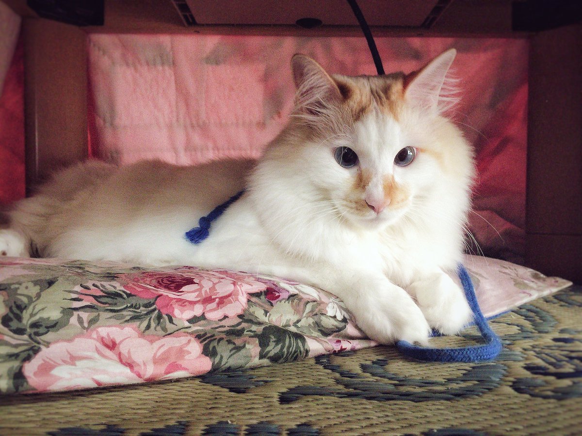 sssssine's tweet photo. When I think he's no place, he's playing string in Kotatsu.
"Fun?"
#kittyloafmonday #Sphinxstyle
#photography https://t.co/7byAwAfApa