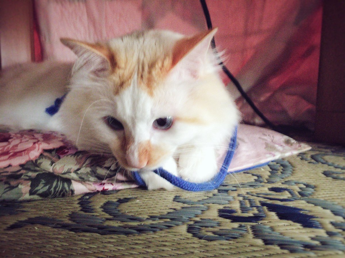 sssssine's tweet photo. When I think he's no place, he's playing string in Kotatsu.
"Fun?"
#kittyloafmonday #Sphinxstyle
#photography https://t.co/7byAwAfApa