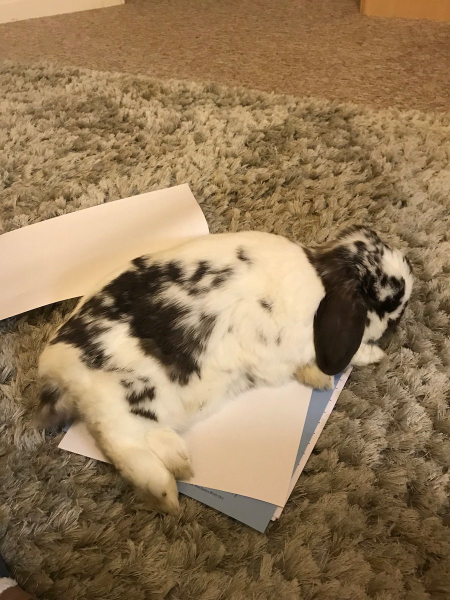 Bertie Bunny tweet media