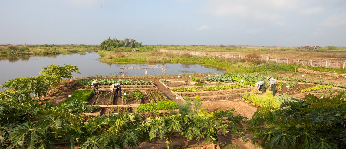 sanctuminle's tweet photo. With a large organic veggie patch just outside of #TheRefectory's kitchen door, our chefs can serve you delicious and healthy dishes cooked with the freshest herbs and vegetables #FromGardenToTable. #healthyeating #inlelake https://t.co/GDpBqEUnni