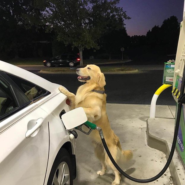 PrepSportsPlus's tweet photo. Driving instructor didn't tell me about this part. #dogs #dogoos #doggo #pets #dogsoftwitter https://t.co/hwKDTAGsEo