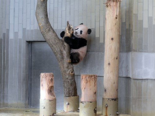 livedoornews's tweet photo. 【生後160日】上野動物園の「シャンシャン」、木登りするも落ちて尻もち
https://t.co/O2kD3HRJlr

丸太の頂上に登れるようになっており、愛らしい姿を見せている。12月中旬以降の一般公開に向けた練習も継続中。 https://t.co/q85yyKUNG0