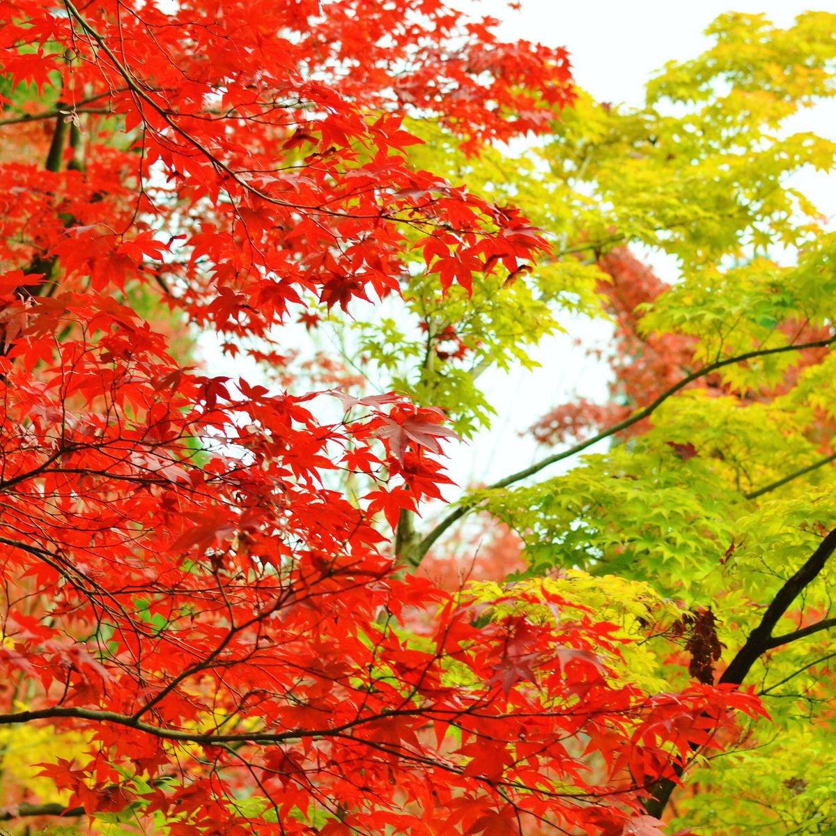 Maya_chan13's tweet photo. 紅葉をみた！！ https://t.co/zniylP7a0c