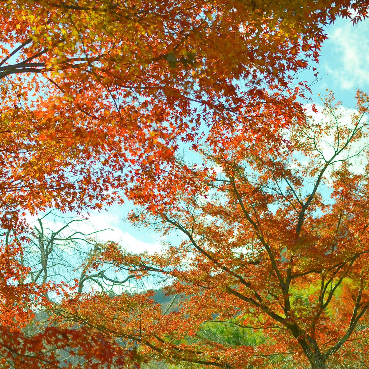Maya_chan13's tweet photo. 紅葉をみた！！ https://t.co/zniylP7a0c