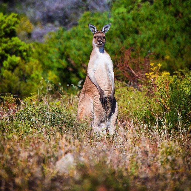 didi_photos's tweet photo. The trip to the Yorke Peninsula wouldn’t of been complete without some type of wild life shot. #seeaustralia #southaustralia #innesnationalpark #yorkepeninsula #innesnationalpark #innestonhistorictownship #inneshouse https://t.co/oTofVOfiAw