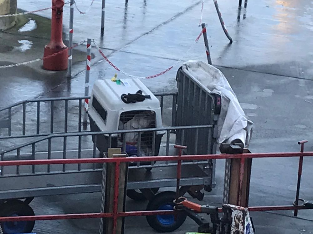 enpaonlus's tweet photo. #IcebergACasa Ice poco prima dell'imbarco a Copenaghen. https://t.co/o6syG9xAcZ