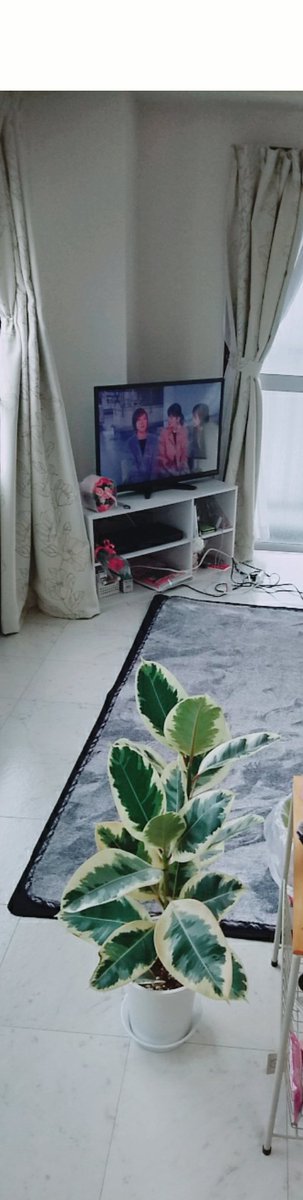 ssbiru_akin's tweet photo. めちゃ寒ですね❄

お休みに、ダイキ行って観葉植物買ってきちゃいました〜（ ＾ω＾）購入した瞬間からなぜかうちの子！って感じで愛着の湧き方ハンパない💕

うちの子かわいい😊💓

今日のアミューズは久しぶりのりかちゃん❢とまみ🐥

あきんは美香ちゃんです󾠓

えびす講のおみやげはどしどし募集✨ https://t.co/PQLi7ewB3k