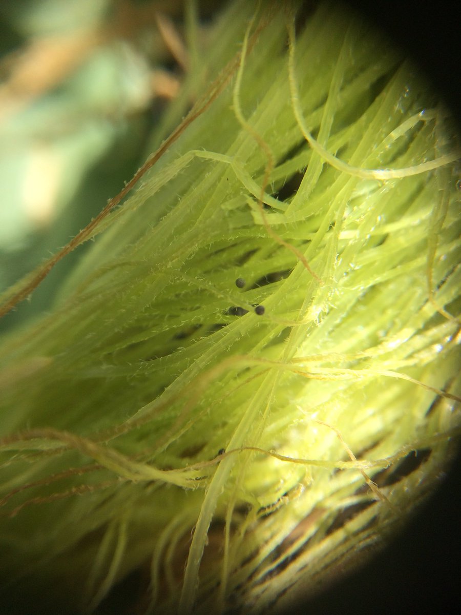 JJSquibb's tweet photo. #FightingBugsWithBugs - Seeing some fantastic results with the #TrichogrammaWasps in #SweetCorn. Parasitised #HeliocoverpaArmigera Eggs found in the tassels. #IPM #LetsFightResistance #Agronomy #LiveIt @EldersLimited https://t.co/khH8Jay3GL