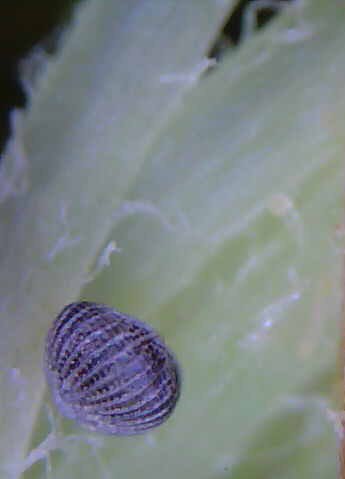 JJSquibb's tweet photo. #FightingBugsWithBugs - Seeing some fantastic results with the #TrichogrammaWasps in #SweetCorn. Parasitised #HeliocoverpaArmigera Eggs found in the tassels. #IPM #LetsFightResistance #Agronomy #LiveIt @EldersLimited https://t.co/khH8Jay3GL