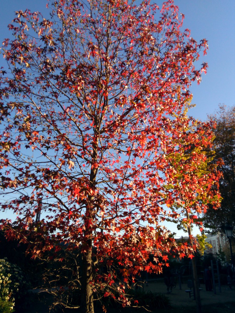 Luz González Prieto tweet media