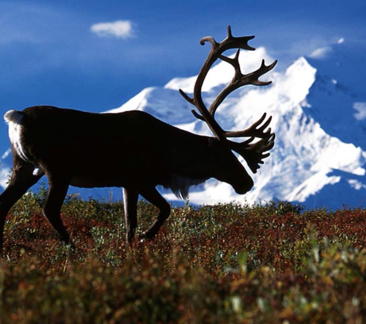 naturefrombed's tweet photo. Nothing like the sight of a large herd of caribou, find one at some point in your life and thank me later https://t.co/bUlS5B7fHz