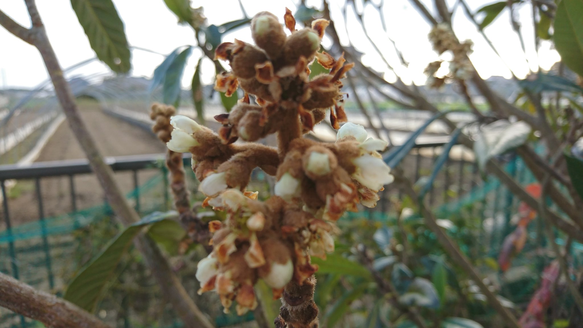 ビワの木 Twitter Search Twitter