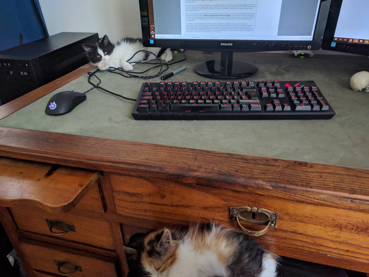 zero0signal's tweet image. Oggi si lavora così. #HDCats