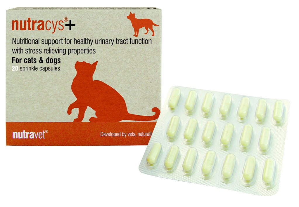 nutravet's tweet photo. We launched our new smaller packs of #nutracys+ at @VetShow last week, helping to make it more accessible to cat and dog owners. More here https://t.co/FANMsWC8Wy 

#nutravet #naturalanimalhealth #cats #dogs https://t.co/EKMbSy1nYH