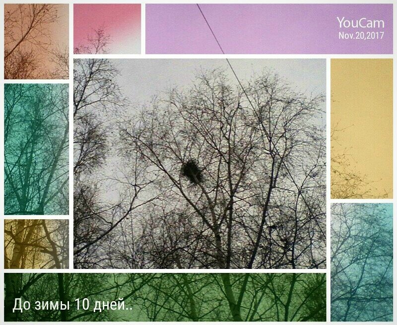 krivoluchie's tweet image. Листья с веток облетели 🍁🍂🍃
Гнёзда птичьи опустели 🐦🐤💫
К нам торопится сама 🐾🐾⛄
Государыня Зима 🚄🎿❄
#ЯПоэт 🎓 #ДомНаДереве 💥